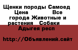 Щенки породы Самоед › Цена ­ 20 000 - Все города Животные и растения » Собаки   . Адыгея респ.